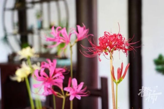 石蒜进入<em>最佳</em>观赏期，杭州植物园为它专门办了个展览
