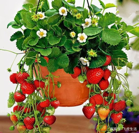 推荐8种水果盆栽，又能看又能吃，适合新手养护