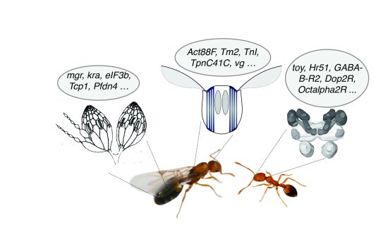<em>蜜蜂</em>、<em>胡蜂</em>、蚂蚁等社会昆虫是“超有机体”？专家找到证据了