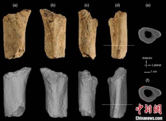 中科院团队：30万年前华龙洞古人类股骨已与早期现代人接近