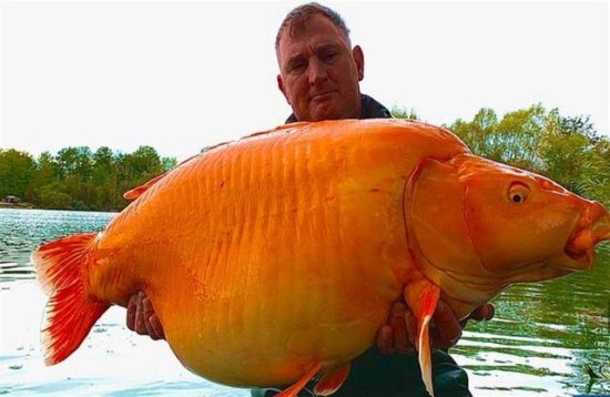 世界上最大的金鱼被钓上岸！重30公斤，已活了20年