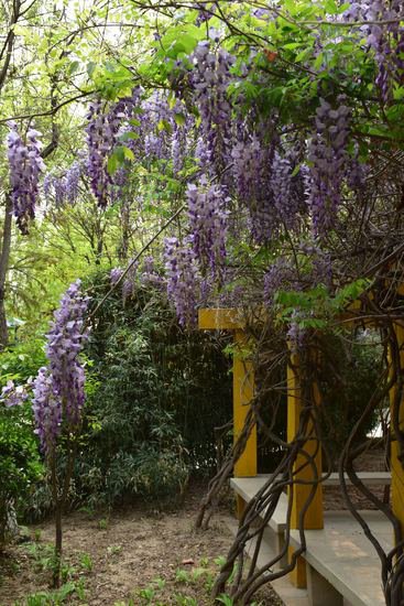 紫藤花开如瀑 迷人芳香满园