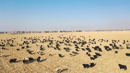 新疆和硕：秸秆地里牲畜叫 幸福生活来报到