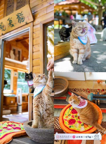 北京必胜客联合<em>观复博物馆观复</em>猫发起“宠物友好”主题活动
