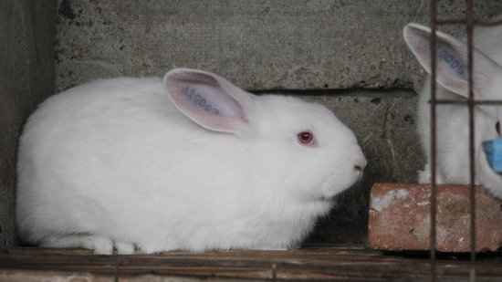这只扬州白兔选育历时四年 各项性状稳定，且产肉率高
