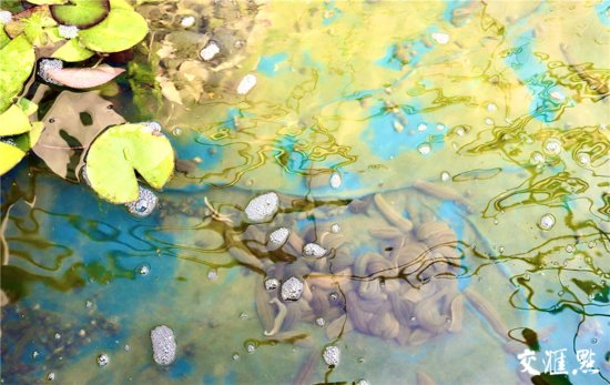 江苏金湖：水中生“金”，水蛭养殖探出产业发展新路子
