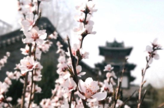 Guide to spring flower viewing in Shanxi