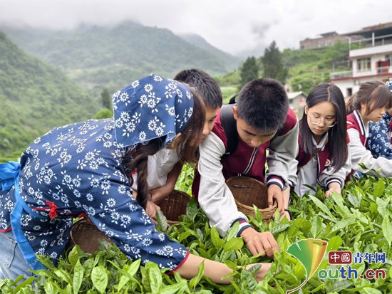 西南大学研支团带领学生在劳作中传承茶文化