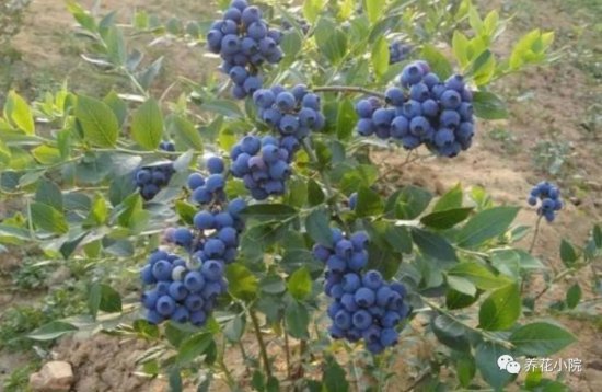 院子里也能栽蓝莓树，挂果后漂亮又美观，还能吃蓝莓果