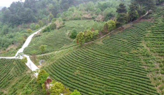 花溪区：新质生产力助力“黔茶”产业发展-新华网