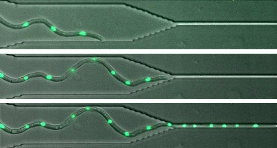 研究发现一些致病真菌可通过<em>细胞之间</em>微小的缝隙生长