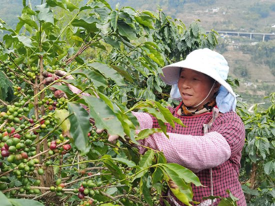 <em>云南</em>龙陵：持续推动咖啡产业高质量发展