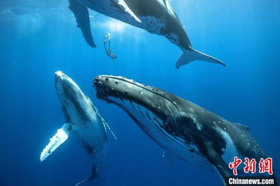 须鲸在水中如何歌唱？国际最新研究发现其会用一种特化的喉部...