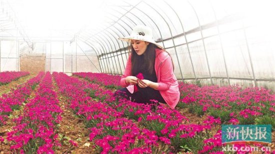 香港“90后”女孩贵州赫章扶贫 “芳香产业”为农户创收50万元