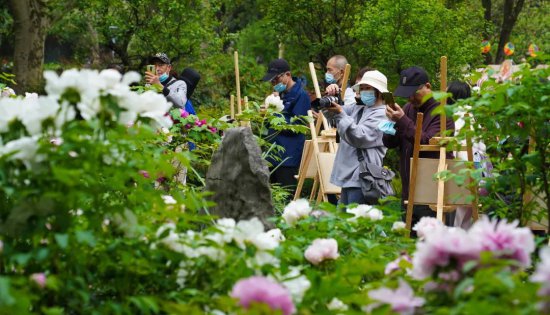 上海登记在册的古牡丹有20株，这个公园有8株百年牡丹