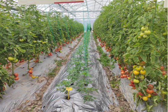 2024年浙江番茄新品种大会在温州召开 中国番茄产业地图发布