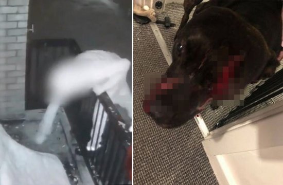 英国三劫匪入室抢劫 狗狗受伤后仍跑去卧室保护婴儿