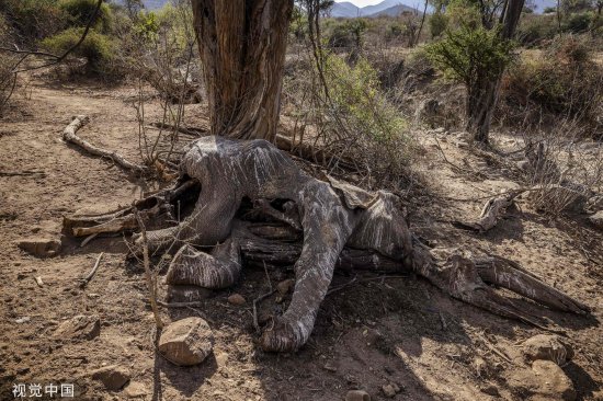 受肯尼亚40年来最严重<em>干旱</em>影响，200多头大象死亡
