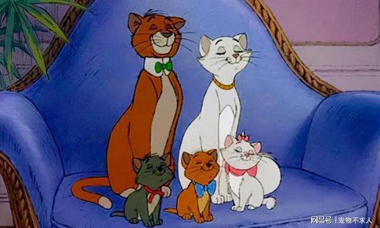现实版“猫儿历险记”：猫妈妈生下4只小猫，<em>全部</em>撞脸卡通明星