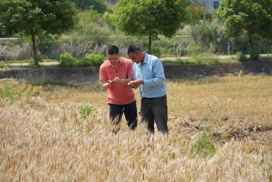 广元<em>苍溪</em>：30余万亩小麦陆续进入收获季 机械助力迎丰收