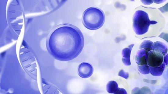 干细胞<em>治疗卵巢早衰</em>：新的挑战和机遇