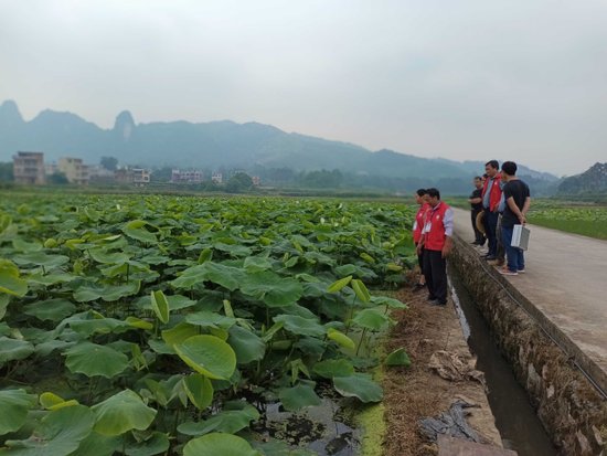 荔浦：区市乡村科技特派员联合指导水生蔬菜示范区生产