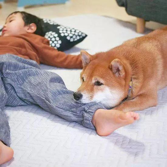 日本小男孩出生后，家里的柴犬就像大哥一样开始对他<em>无限宠</em>溺！