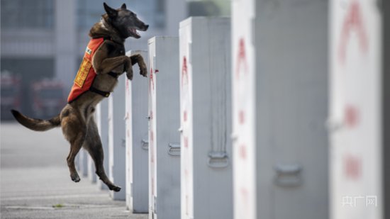 图集 | 不惧酷暑 直击重庆特勤消防“特种兵”搜救犬训练剪影
