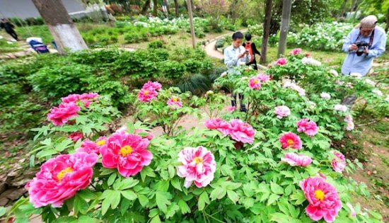 <em>武汉</em>植物园3000株牡丹争奇斗艳 花期将持续至4月中下旬