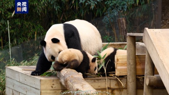 在韩国出生的大熊猫双胞胎“<em>睿</em>宝”“辉宝”通过媒体与公众见面