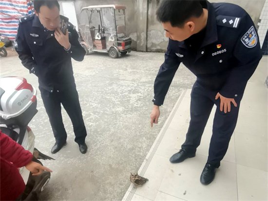 “大眼萌物”受伤 警民联手救助国家二级保护动物猫头鹰