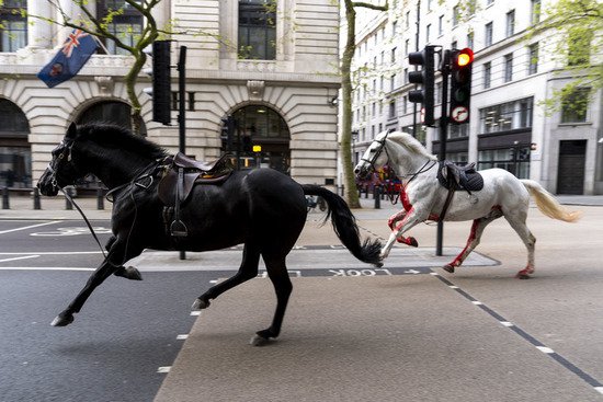 伦敦街头上演军马“狂飙”