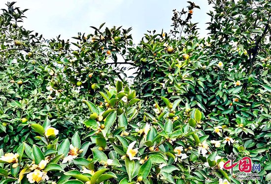 川渝联动 打造千亩油茶产业示范园