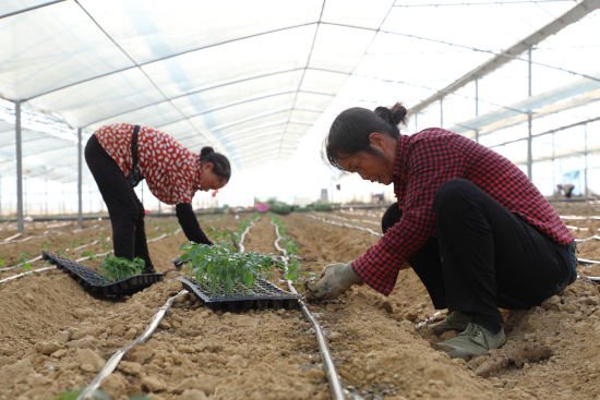 江西抚州广昌：发展蔬菜产业 奏响群众致富“椒响乐”