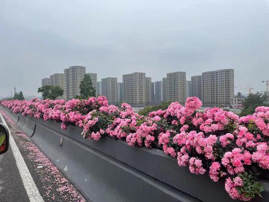 董宇辉都感叹“可漂亮了”<em> 杭州</em>高架月季开不完的秘笈是什么？