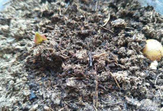 君子兰繁殖很简单，把种子播到花盆里，长出一堆健壮小苗