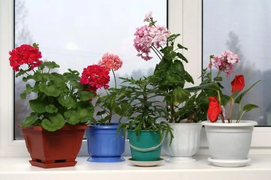 室内养花选合适材质的花盆，事半功倍，养花也会变得轻松