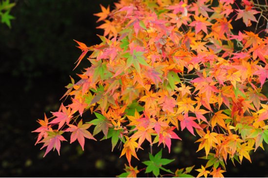 落叶缤纷 为什么树叶会随季节变化颜色？