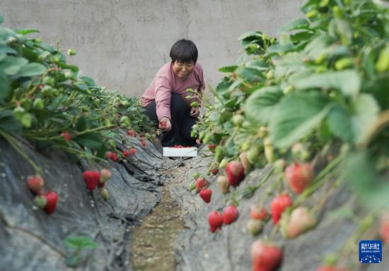 河北抚宁：特色果蔬种植促农增收