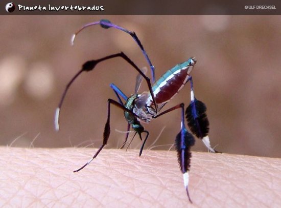 如果蚊子长得<em>像</em>蝴蝶，人类还会讨厌<em>蚊子</em>吗？