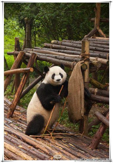 新闻多一度丨“和叶”弟弟变妹妹，这些大熊猫的性别也被认错过