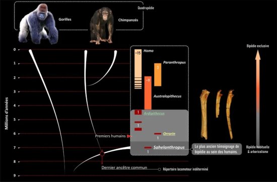 Nature：研究显示，早期人类约在700万年前<em>直立行走</em>