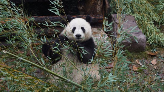 太冷了！杭州动物园的小精灵们怎么过冬？<em>地暖</em>、垫料、红外灯…...