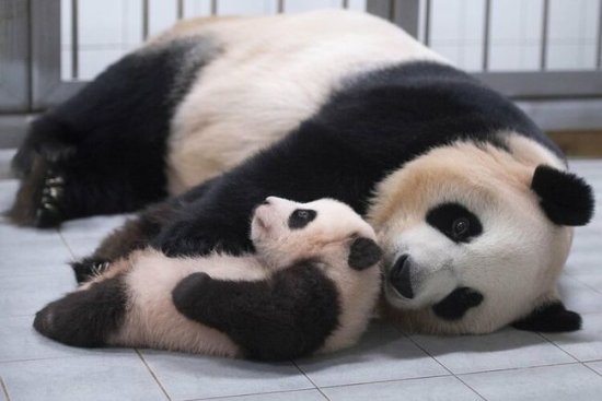 韩媒：在韩国降生的首只大熊猫<em>宝宝取名</em>为“福宝”近照曝光