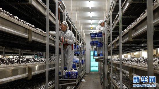 安徽<em>蚌埠</em>：“蘑菇工厂”长出新动能