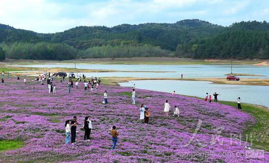 江西永丰：湿地紫云英盛开