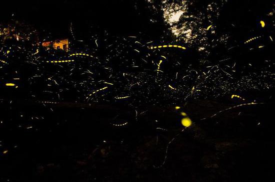 这种昆虫为何能发光？一起来看科学家研究拍摄的绚目萤火虫