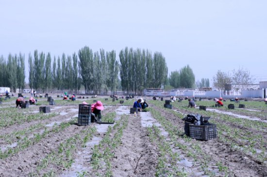 塔木托格拉克乡：发展庭院经济种植辣椒让村民的腰包鼓起来