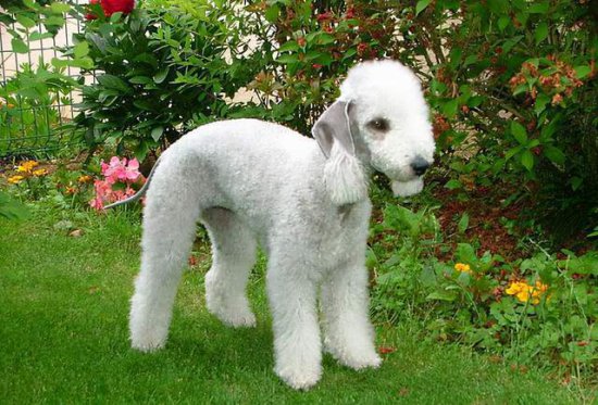 披着羊皮的狗，被称为“狗中变色龙”，可爱的贝灵顿实际上是...