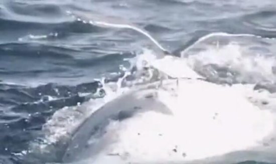 阿根廷摄影师记录下一<em>只</em>海鸥降落在<em>鲸鱼</em>背上的罕见瞬间